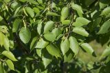 Betula papyrifera