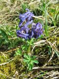 Corydalis pauciflora