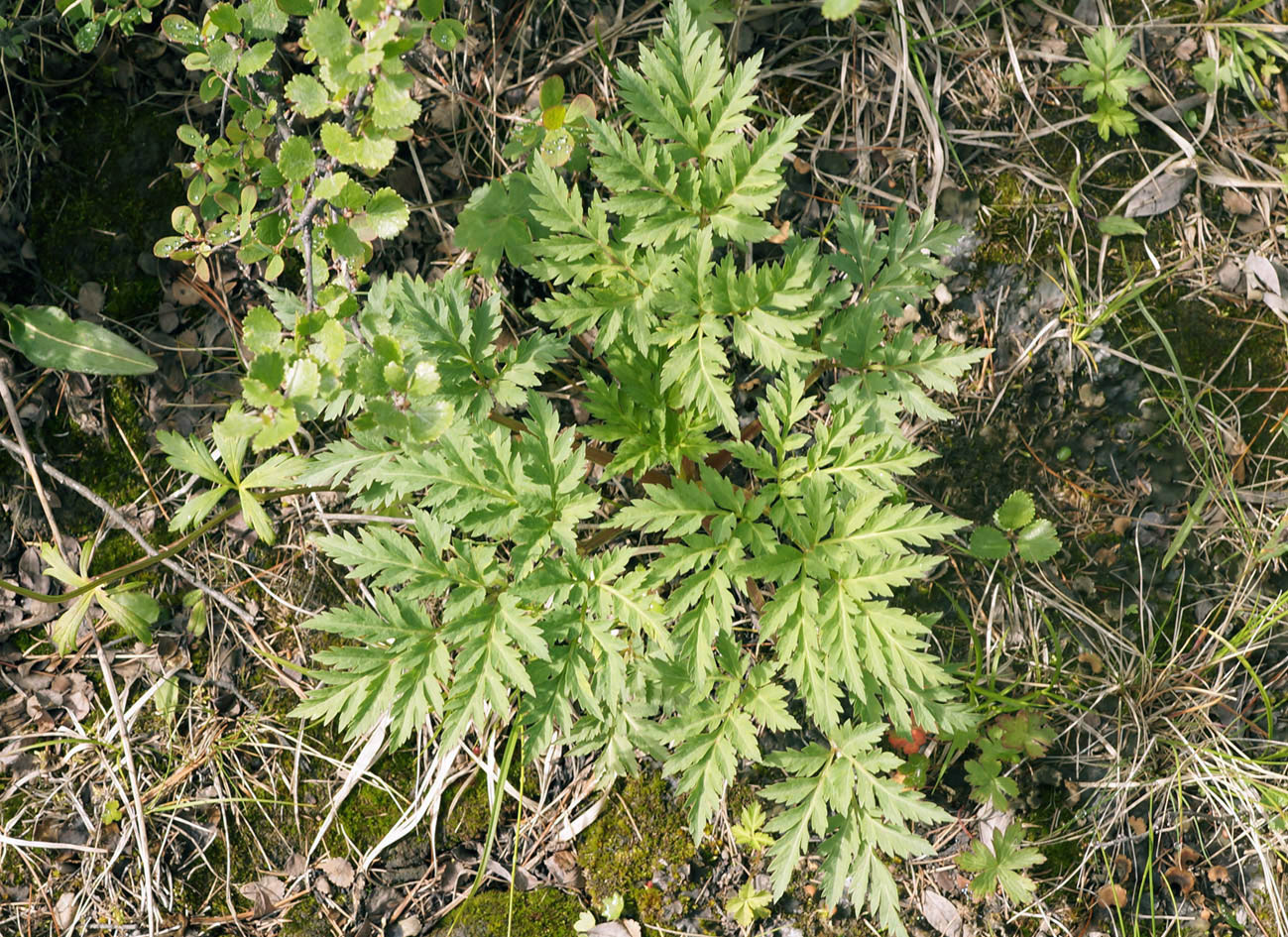 Изображение особи Pleurospermum uralense.