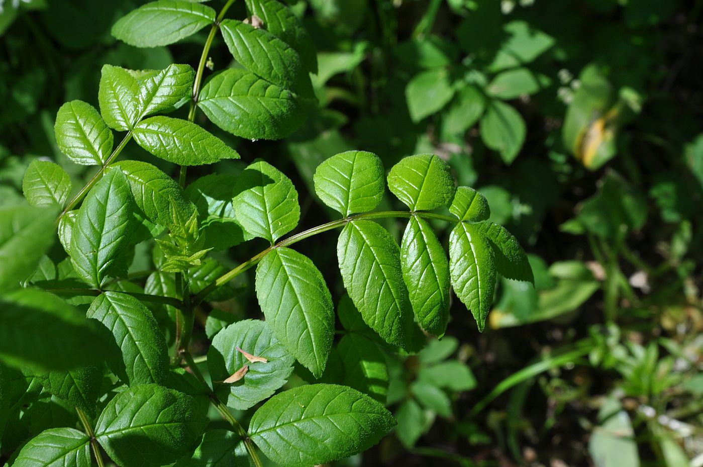 Изображение особи Fraxinus excelsior.