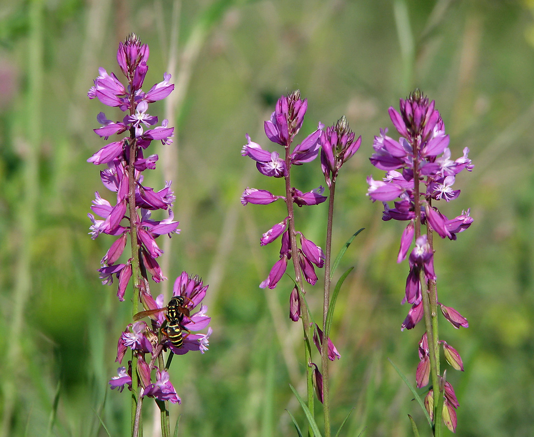 Изображение особи Polygala cretacea.