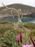 Convolvulus althaeoides