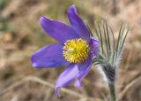 Pulsatilla patens