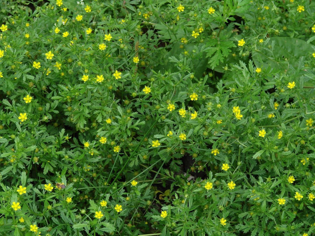 Изображение особи Potentilla supina ssp. paradoxa.