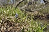 Corydalis fumariifolia