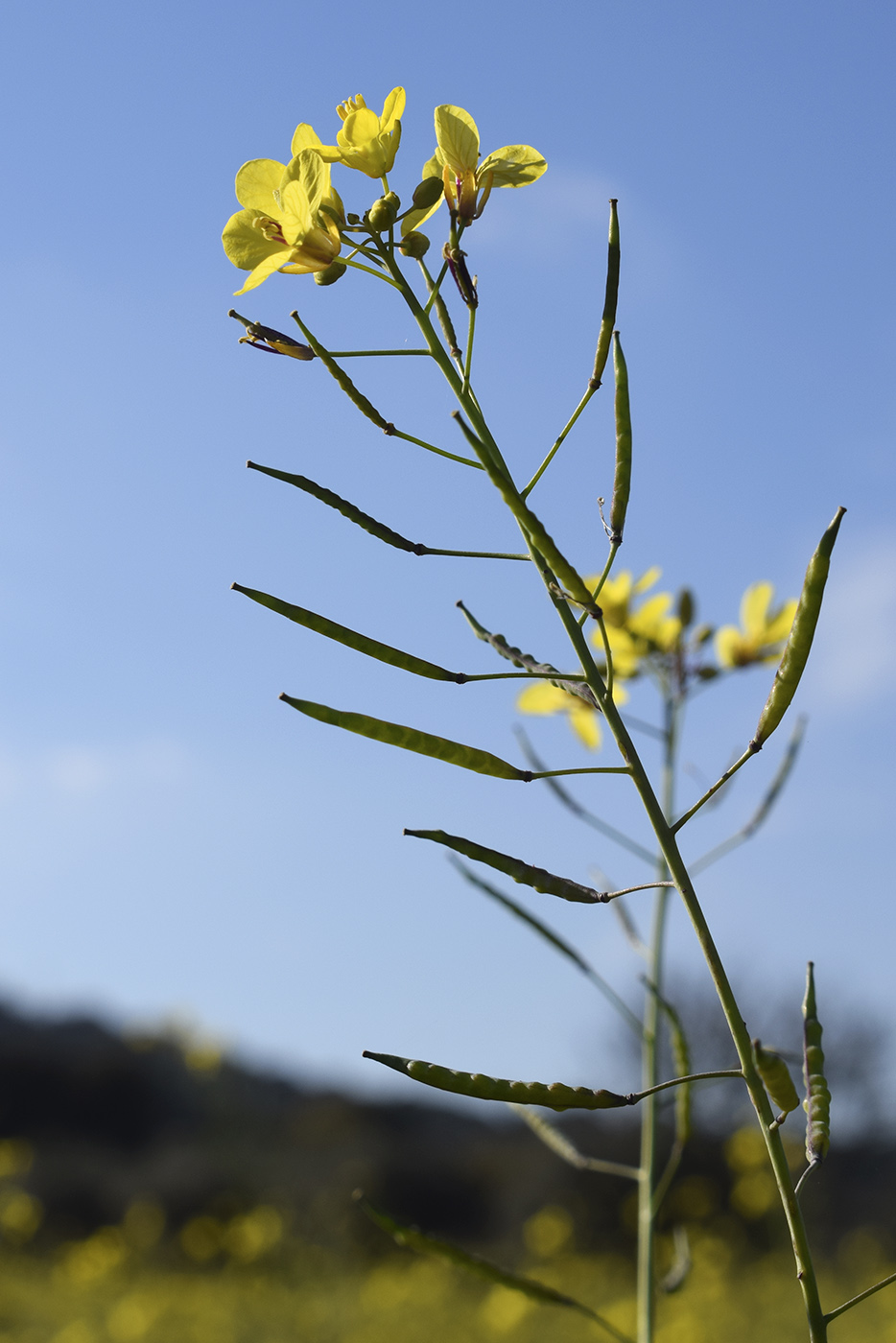 Изображение особи Brassica fruticulosa.