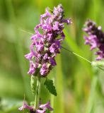 Betonica officinalis