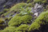 Cardamine hirsuta