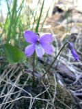 Viola uliginosa