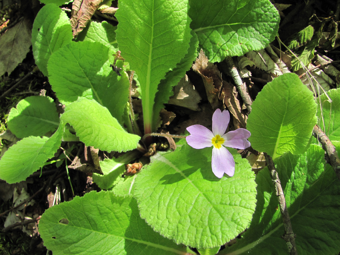 Изображение особи Primula vulgaris.