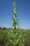 Oenothera depressa