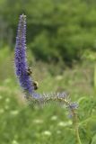 Veronicastrum borissovae. Соцветие с фуражирующими(?) шмелями. Сахалинская обл., Томаринский р-н, окр. пос. Неводское, открытая приморская терраса. 28.07.2017.