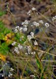 Gypsophila cephalotes. Верхушка цветущего растения. Алтай, Онгудайский р-н, низовья р. Урсул, ≈ 600 м н.у.м., каменистый склон. 10.06.2019.