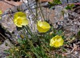 genus Papaver. Цветки и бутоны. Алтай, Улаганский р-н, окр. с. Акташ, Курайский хребет, долина р. Ярлы-Амры, ≈ 1500 м н.у.м., каменистый берег реки. 21.06.2019.