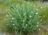 Achillea filipendulina. Растение с развивающимися соцветиями и прошлогодними засохшими соплодиями. Кыргызстан, Чуйская обл., окр. г. Бишкек восточнее с. Орто-Сай, предгорье, пустырь перед холмами. 25.05.2019.