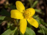 Anemone ranunculoides. Цветок. Московская обл., Талдомский р-н, правый берег р. Дубна, смешанный лес. 07.04.2020.