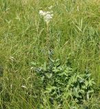 Filipendula stepposa. Цветущее растение. Алтайский край, Благовещенский р-н, окр. пос. Степное озеро, осоково-кровохлёбковый луг. 04.07.2020.