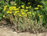 Sedum reflexum