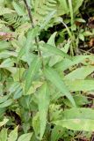 Cirsium vlassovianum