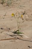 Sonchus arvensis ssp. uliginosus