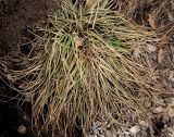 Asphodeline lutea