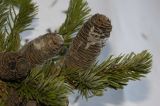 Abies gracilis