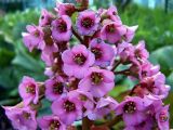 Bergenia crassifolia. Часть соцветия. Чувашия, окр. г. Шумерля. 14 мая 2005 г.