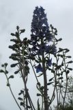 Delphinium cuneatum