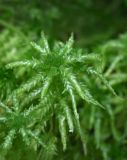 Sphagnum squarrosum