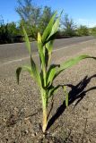 Sorghum bicolor