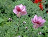 Anemone scabiosa