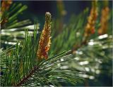 Pinus sylvestris. Верхушка побега с микростробилами. Московская обл., Раменский р-н, окр. дер. Хрипань, садовый участок. 26.05.2023.