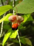 Euonymus pauciflorus