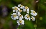 Achillea impatiens