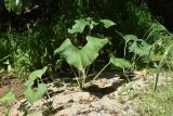 Petasites spurius