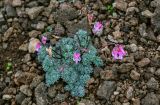 Dicentra peregrina. Цветущее растение. Сахалин, Макаровский гор. округ, хр. Жданко, ≈ 400 м н.у.м., осыпающийся каменистый склон. 16.08.2022.