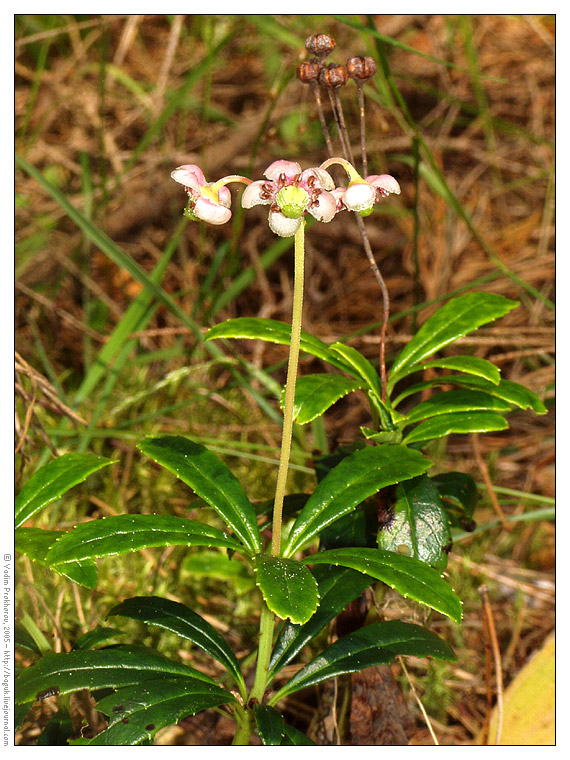 Изображение особи Chimaphila umbellata.