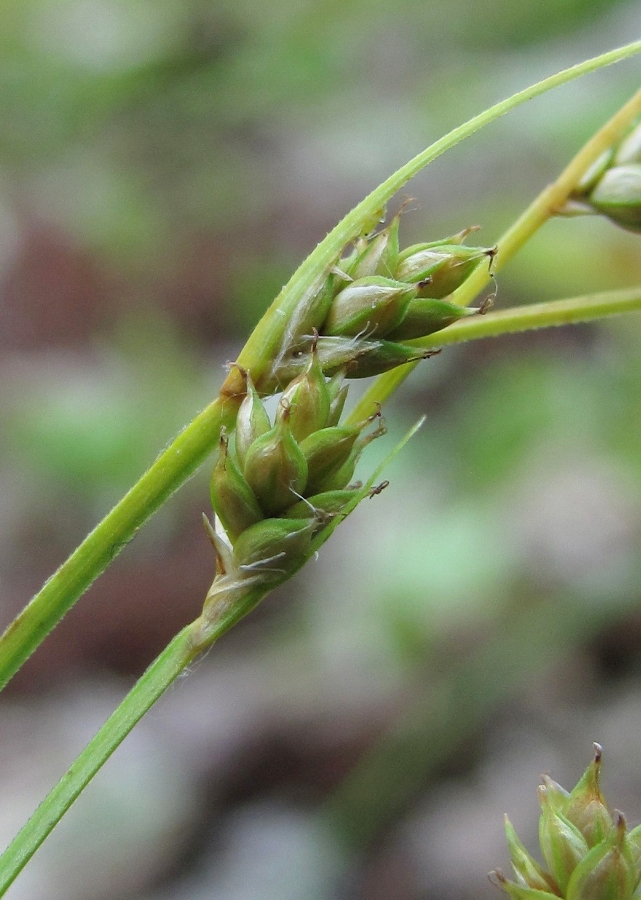 Изображение особи Carex brunnescens.