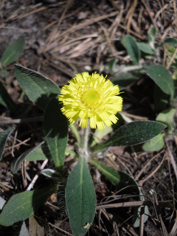 Изображение особи Pilosella officinarum.