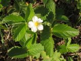 Fragaria viridis. Цветущее растение. Ростовская обл., Неклиновский р-н, Николаевское с/п, балка. 07.05.2013.