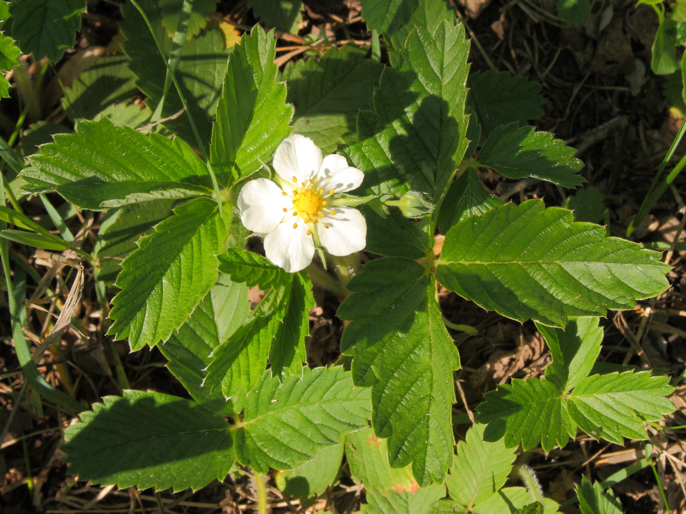 Земляника зелёная (Fragaria viridis)