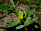 Portulaca oleracea