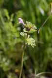 Lamium amplexicaule