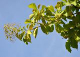 Tectona grandis. Верхушка ветви с соплодием. Таиланд, Бангкок. 17.06.2013.