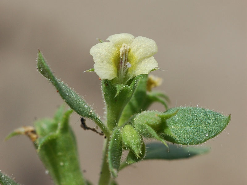 Изображение особи Hyoscyamus pusillus.