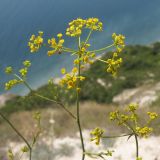 Bupleurum woronowii. Соцветия. Краснодарский край, м/о Анапа, окр. пос. Супсех, кромка обрыва над морем. 12.07.2014.