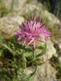 Centaurea vankovii. Соцветие. Крымский природный заповедник, Бабуган-Яйла. 18.07.2009.