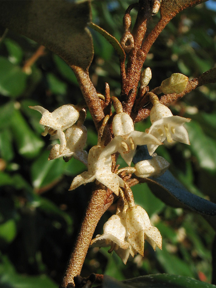 Изображение особи Elaeagnus &times; submacrophylla.