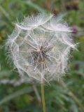 Tragopogon pratensis. Плоды. Хохолки семянок образуют почти правильный шар. Ленинградская обл., август.