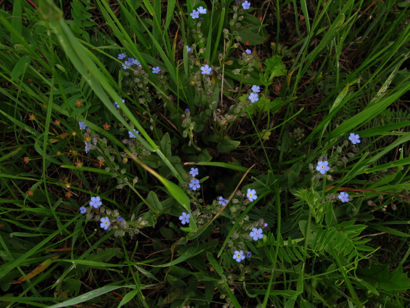 Изображение особи Myosotis chakassica.